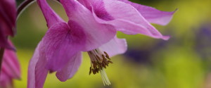 Aquilegia rosa