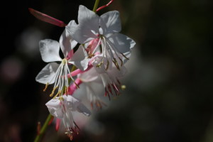 petali