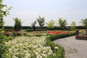 parterre di rose