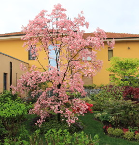 cornus